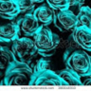 Meet your Posher, Bertha